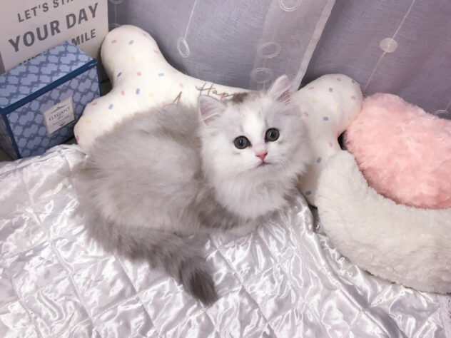 愛知県のミヌエット (アミーゴ知立店/2026年2月18日生まれ/男の子/シルバータビーホワイト)の子猫の3枚目の画像