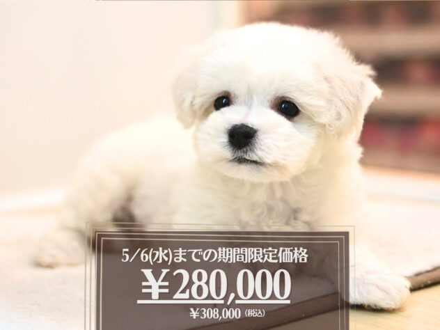 岡山県のビションフリーゼ (アミーゴ大安寺店/2026年2月9日生まれ/男の子/ホワイト)の子犬の1枚目の画像