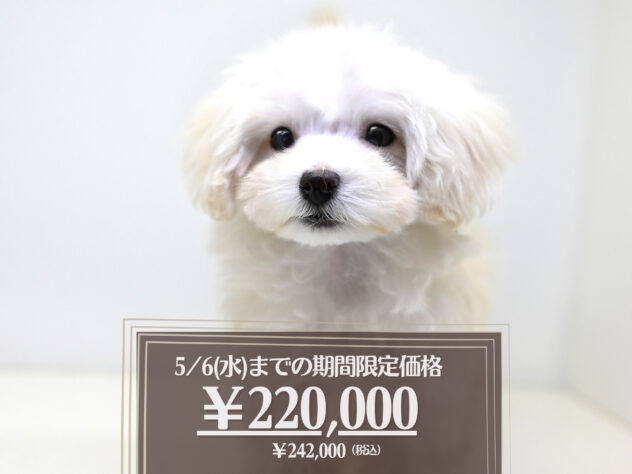 岡山県のハーフ犬・ミックス犬 (アミーゴ大安寺店/2025年12月6日生まれ/女の子/クリーム)の子犬の1枚目の画像