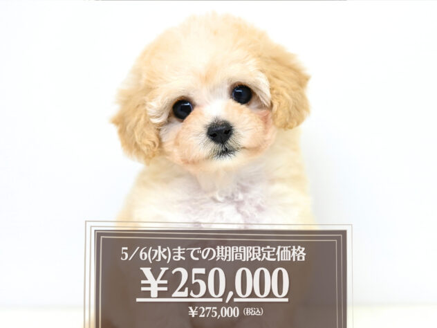 岡山県のハーフ犬・ミックス犬 (アミーゴ大安寺店/2026年1月4日生まれ/女の子/クリーム)の子犬の1枚目の画像