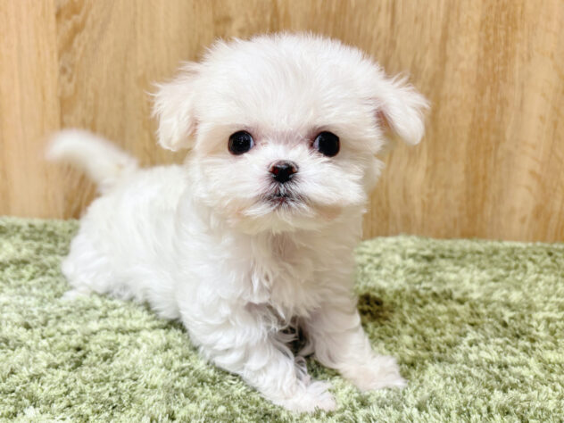 広島県のマルチーズ (アミーゴ広島商工センター店/2026年2月11日生まれ/女の子/ホワイト)の子犬の2枚目の画像