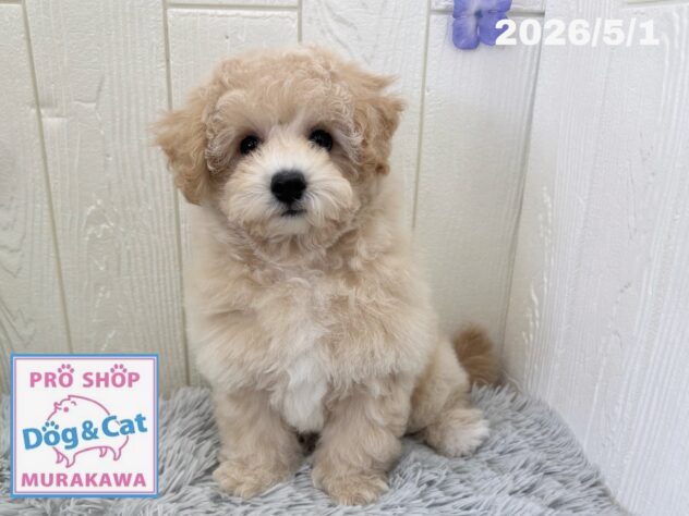 広島県のハーフ犬・ミックス犬 (アミーゴ大町店/2026年2月3日生まれ/女の子/クリーム)の子犬の1枚目の画像