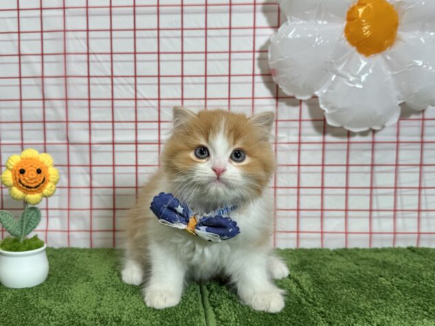 山形県のスコティッシュフォールド (アミーゴ酒田店/2026年2月1日生まれ/男の子/レッドタビーホワイト)の子猫