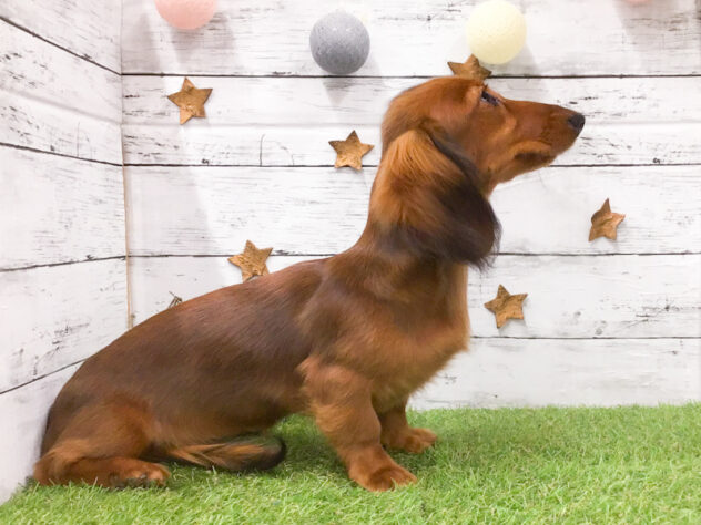 愛知県のミニチュアダックスフンド(ロング) (アミーゴ知立店/2025年11月8日生まれ/女の子/シェーデットレッド)の子犬の3枚目の画像