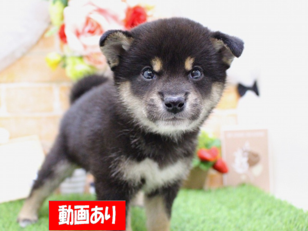 兵庫県の柴犬(標準サイズ) (ペット・プラザ アミーゴ三田店/2026年3月1日生まれ/男の子/黒)の子犬の1枚目の画像