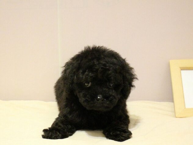 兵庫県のトイプードル(トイ) (ペット・プラザ アミーゴつかしん店/2026年2月16日生まれ/男の子/ブラック)の子犬の2枚目の画像