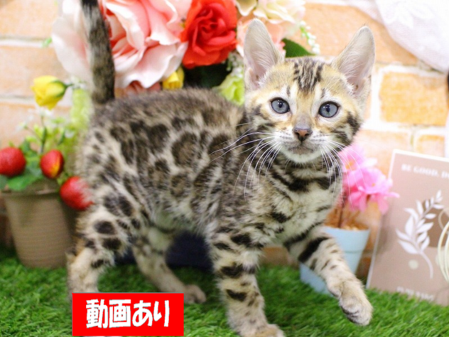 兵庫県のベンガル (ペット・プラザ アミーゴ三田店/2026年2月22日生まれ/女の子/ブラウンスポットタビー)の子猫の1枚目の画像
