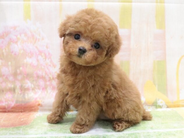 大阪府のトイプードル(トイ) (アミーゴ鳳店/2026年1月30日生まれ/女の子/レッドフォーン)の子犬の2枚目の画像