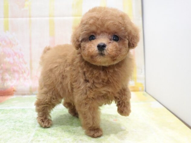 大阪府のトイプードル(トイ) (アミーゴ鳳店/2026年1月30日生まれ/女の子/レッドフォーン)の子犬の3枚目の画像