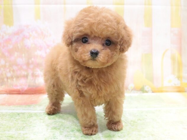 大阪府のトイプードル(トイ) (アミーゴ鳳店/2026年1月30日生まれ/女の子/レッドフォーン)の子犬の4枚目の画像