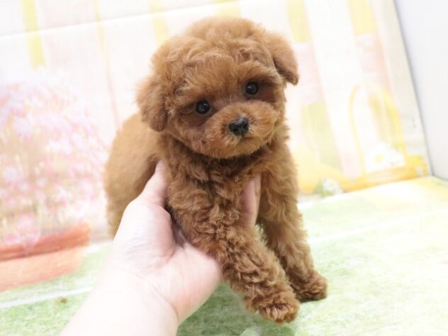 大阪府のトイプードル(トイ) (アミーゴ鳳店/2026年1月30日生まれ/男の子/レッドフォーン)の子犬の2枚目の画像