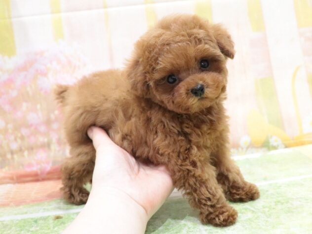 大阪府のトイプードル(トイ) (アミーゴ鳳店/2026年1月30日生まれ/男の子/レッドフォーン)の子犬の3枚目の画像