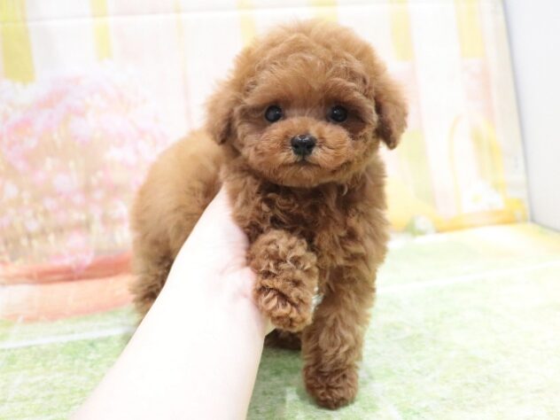 大阪府のトイプードル(トイ) (アミーゴ鳳店/2026年1月30日生まれ/男の子/レッドフォーン)の子犬の4枚目の画像