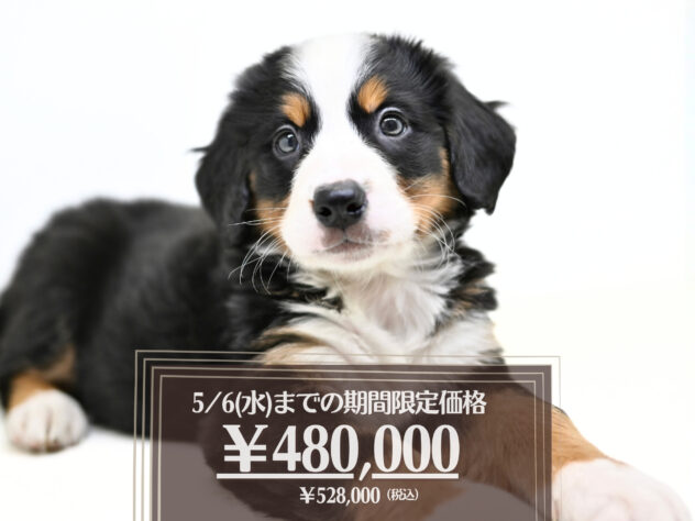 岡山県のバーニーズマウンテンドッグ (アミーゴ大安寺店/2026年2月2日生まれ/女の子/ブラックラストホワイト)の子犬の1枚目の画像