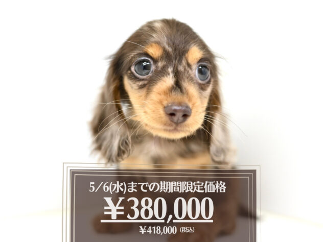 岡山県のカニンヘンダックスフンド(ロング) (アミーゴ大安寺店/2026年1月3日生まれ/女の子/チョコレートダップル)の子犬の1枚目の画像