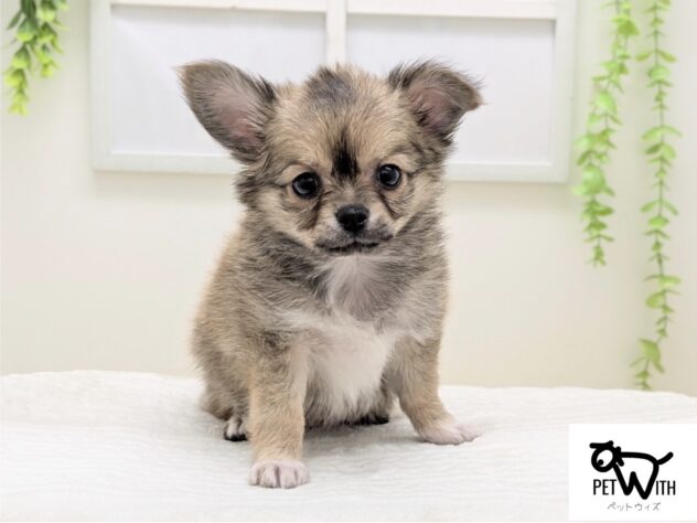 福島県のチワワ(ロング) (アミーゴ会津若松店/2026年2月10日生まれ/男の子/02 レッド系)の子犬