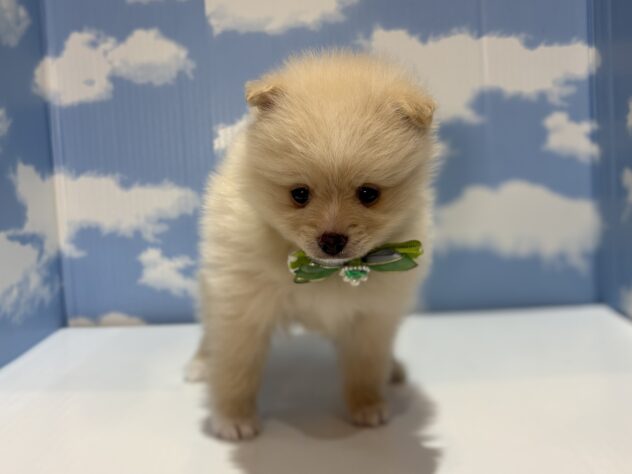山形県のポメラニアン (アミーゴ山形南店/2026年2月16日生まれ/男の子/クリーム)の子犬