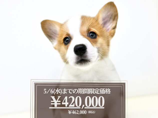 岡山県のウェルシュコーギーペンブローク (アミーゴ大安寺店/2026年1月25日生まれ/女の子/レッドホワイト)の子犬の1枚目の画像