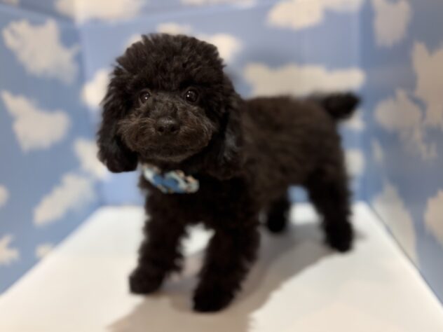 山形県のトイプードル(トイ) (アミーゴ山形南店/2025年12月16日生まれ/男の子/ブラック)の子犬の2枚目の画像