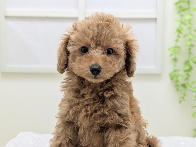 福島県のトイプードル(トイ) (アミーゴ会津若松店/2026年2月8日生まれ/男の子/レッドフォーン)の子犬の2枚目の画像