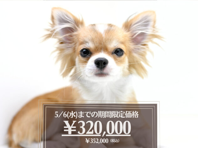 岡山県のチワワ(ロング) (アミーゴ大安寺店/2025年10月17日生まれ/女の子/レッドホワイト)の子犬の1枚目の画像