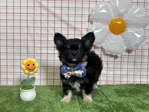 山形県のチワワ(ロング) (アミーゴ酒田店/2026年2月9日生まれ/男の子/ブラックタン)の子犬の2枚目の画像