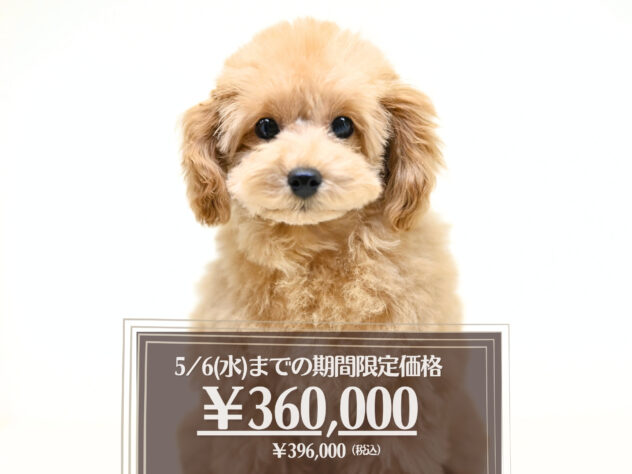 岡山県のトイプードル(トイ) (アミーゴ大安寺店/2025年9月24日生まれ/女の子/オレンジフォーン)の子犬