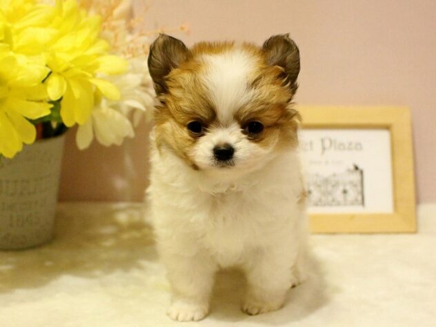 兵庫県のチワワ(スムース) (ペット・プラザ アミーゴ明石魚住店/2026年1月30日生まれ/男の子/ホワイトレッド)の子犬の2枚目の画像