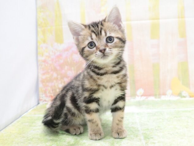 大阪府のアメリカンショートヘアー (アミーゴ鳳店/2026年2月13日生まれ/女の子/ブラウンタビー)の子猫の2枚目の画像