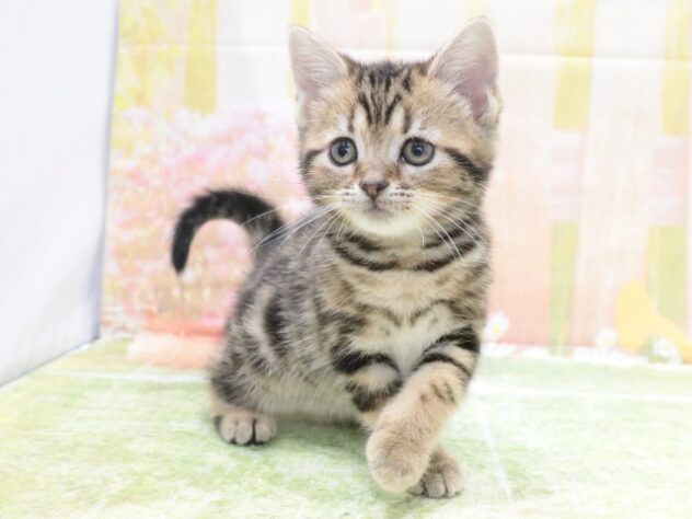 大阪府のアメリカンショートヘアー (アミーゴ鳳店/2026年2月13日生まれ/女の子/ブラウンタビー)の子猫の3枚目の画像