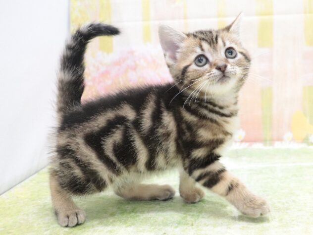 大阪府のアメリカンショートヘアー (アミーゴ鳳店/2026年2月13日生まれ/女の子/ブラウンタビー)の子猫の4枚目の画像