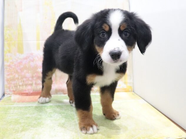 大阪府のバーニーズマウンテンドッグ (アミーゴ鳳店/2026年2月12日生まれ/男の子/01 ブラック系)の子犬の2枚目の画像