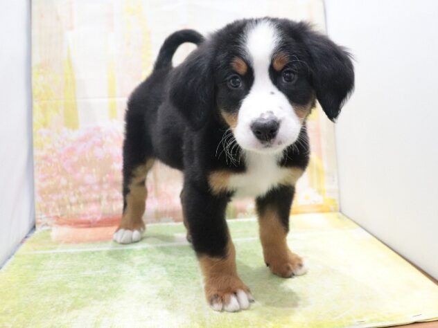 大阪府のバーニーズマウンテンドッグ (アミーゴ鳳店/2026年2月12日生まれ/男の子/01 ブラック系)の子犬の3枚目の画像