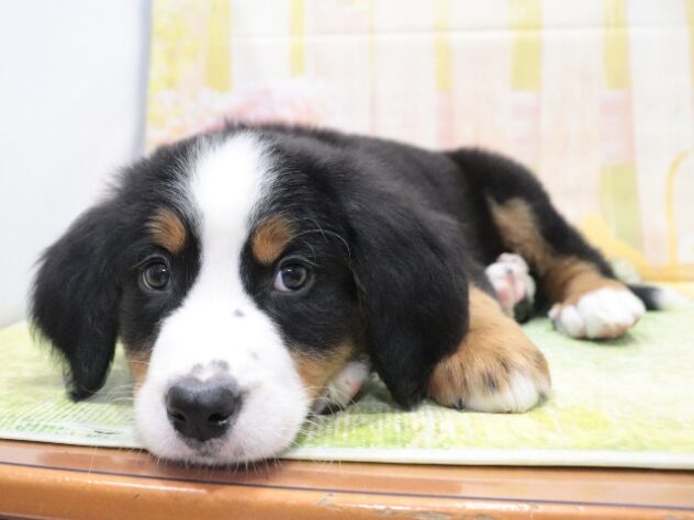 大阪府のバーニーズマウンテンドッグ (アミーゴ鳳店/2026年2月12日生まれ/男の子/01 ブラック系)の子犬の4枚目の画像