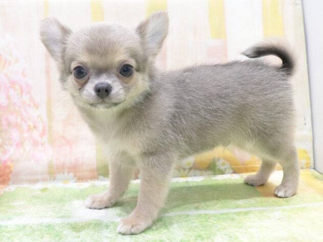 大阪府のチワワ(ロング) (アミーゴ鳳店/2026年2月13日生まれ/男の子/ブルーフォーン)の子犬の2枚目の画像