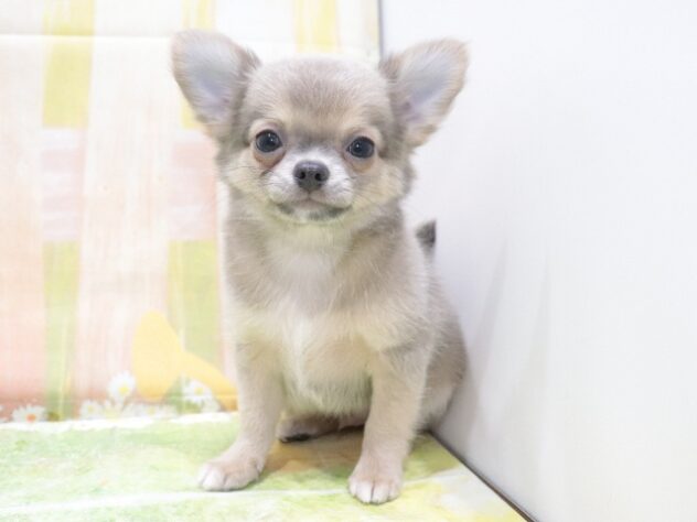 大阪府のチワワ(ロング) (アミーゴ鳳店/2026年2月13日生まれ/男の子/ブルーフォーン)の子犬の3枚目の画像