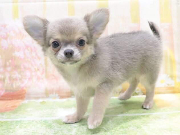 大阪府のチワワ(ロング) (アミーゴ鳳店/2026年2月13日生まれ/男の子/ブルーフォーン)の子犬の4枚目の画像