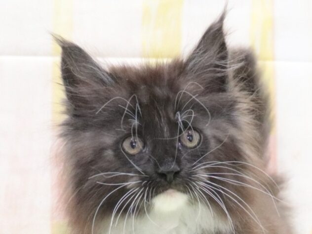 大阪府のメインクーン (アミーゴ鳳店/2026年2月12日生まれ/男の子/ブラックホワイト)の子猫の2枚目の画像