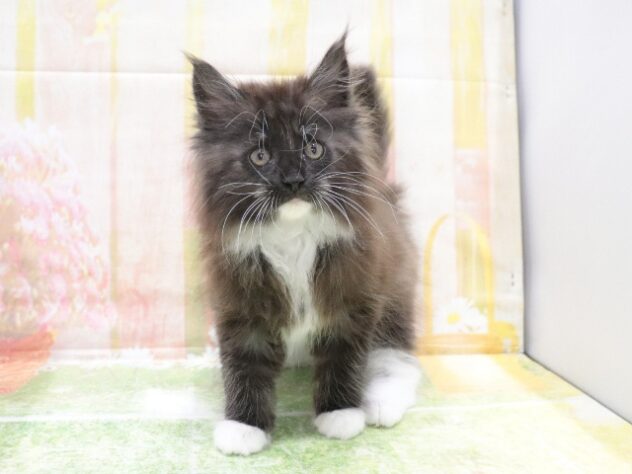 大阪府のメインクーン (アミーゴ鳳店/2026年2月12日生まれ/男の子/ブラックホワイト)の子猫の3枚目の画像