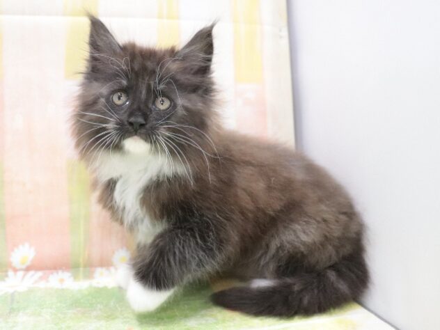 大阪府のメインクーン (アミーゴ鳳店/2026年2月12日生まれ/男の子/ブラックホワイト)の子猫の4枚目の画像