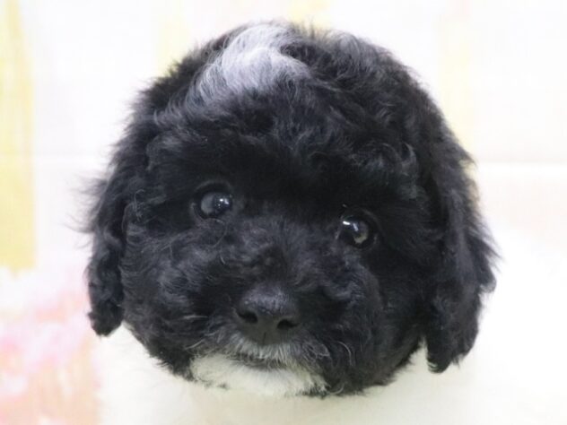 大阪府のトイプードル(トイ) (アミーゴ鳳店/2026年2月14日生まれ/男の子/ホワイトブラック)の子犬の2枚目の画像