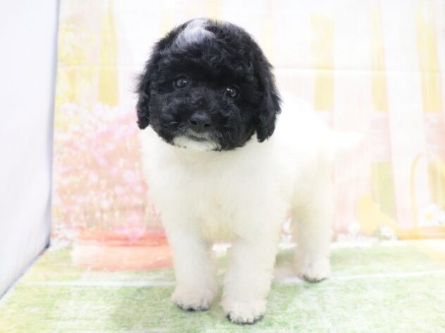 大阪府のトイプードル(トイ) (アミーゴ鳳店/2026年2月14日生まれ/男の子/ホワイトブラック)の子犬の3枚目の画像