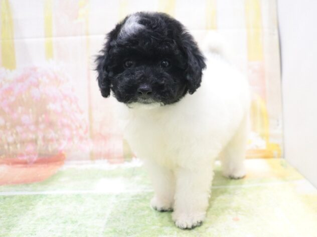 大阪府のトイプードル(トイ) (アミーゴ鳳店/2026年2月14日生まれ/男の子/ホワイトブラック)の子犬の4枚目の画像