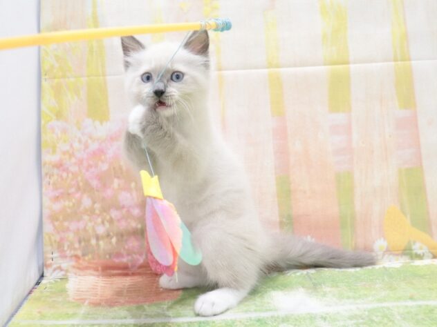 大阪府のラグドール (アミーゴ鳳店/2026年2月15日生まれ/男の子/ブルーポイントミテッド)の子猫の2枚目の画像