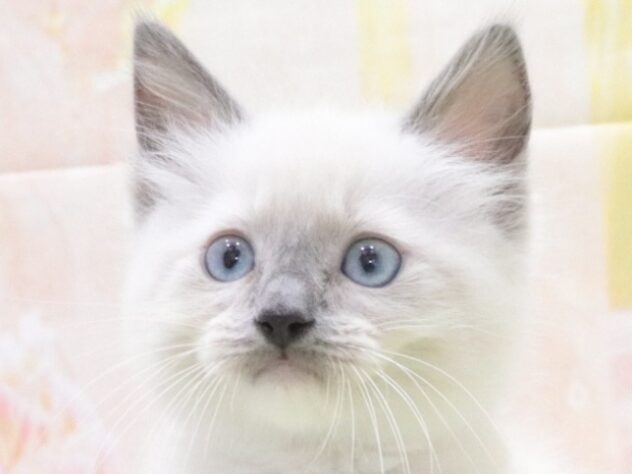 大阪府のラグドール (アミーゴ鳳店/2026年2月15日生まれ/男の子/ブルーポイントミテッド)の子猫の3枚目の画像