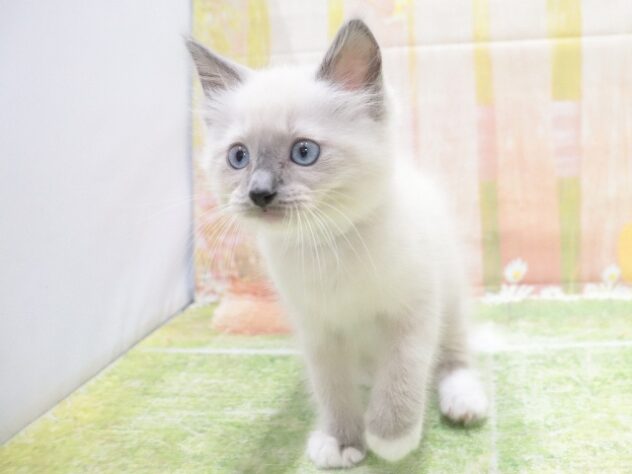 大阪府のラグドール (アミーゴ鳳店/2026年2月15日生まれ/男の子/ブルーポイントミテッド)の子猫の4枚目の画像