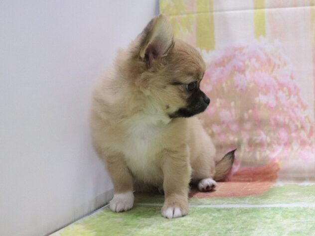 大阪府のチワワ(ロング) (アミーゴ鳳店/2026年2月17日生まれ/男の子/レッドセーブルホワイト)の子犬の2枚目の画像