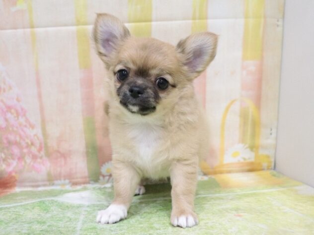 大阪府のチワワ(ロング) (アミーゴ鳳店/2026年2月17日生まれ/男の子/レッドセーブルホワイト)の子犬の3枚目の画像