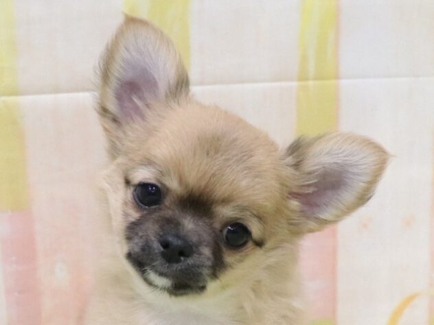 大阪府のチワワ(ロング) (アミーゴ鳳店/2026年2月17日生まれ/男の子/レッドセーブルホワイト)の子犬の4枚目の画像