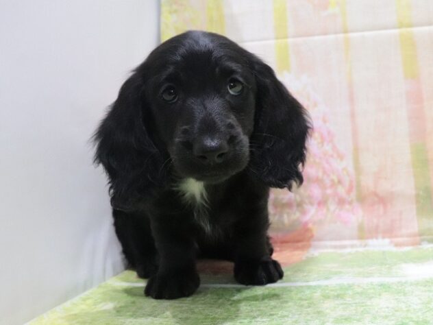 大阪府のカニンヘンダックスフンド(ロング) (アミーゴ鳳店/2026年2月14日生まれ/男の子/ブラックリゾット)の子犬の2枚目の画像